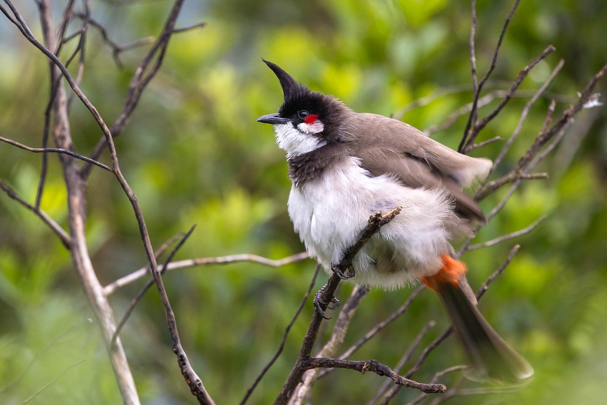 Red-whiskered Bulbul - Honza Grünwald