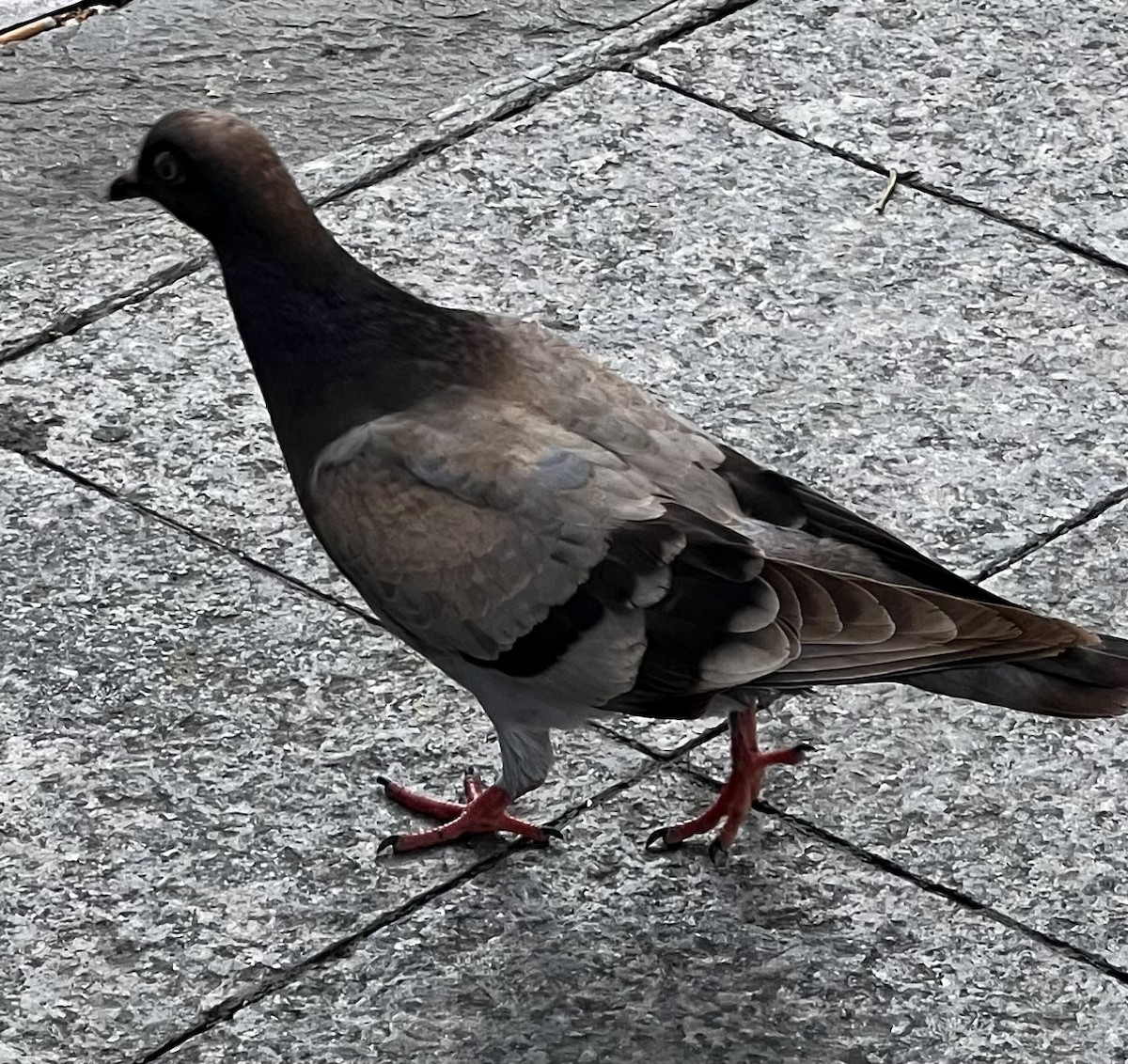 Rock Pigeon (Feral Pigeon) - ML614062119