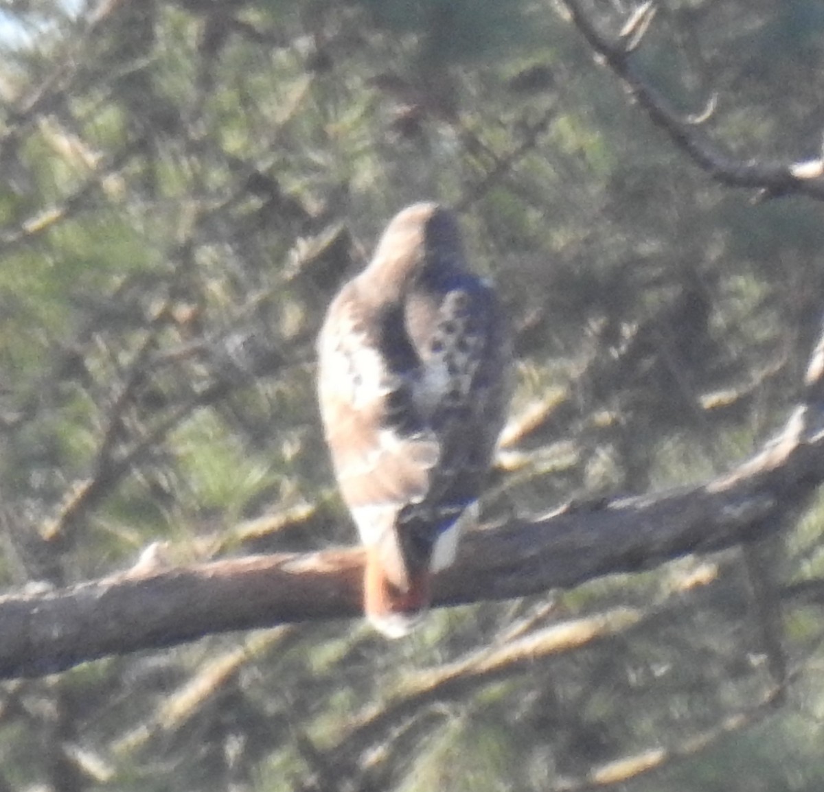 Red-tailed Hawk - ML614062136