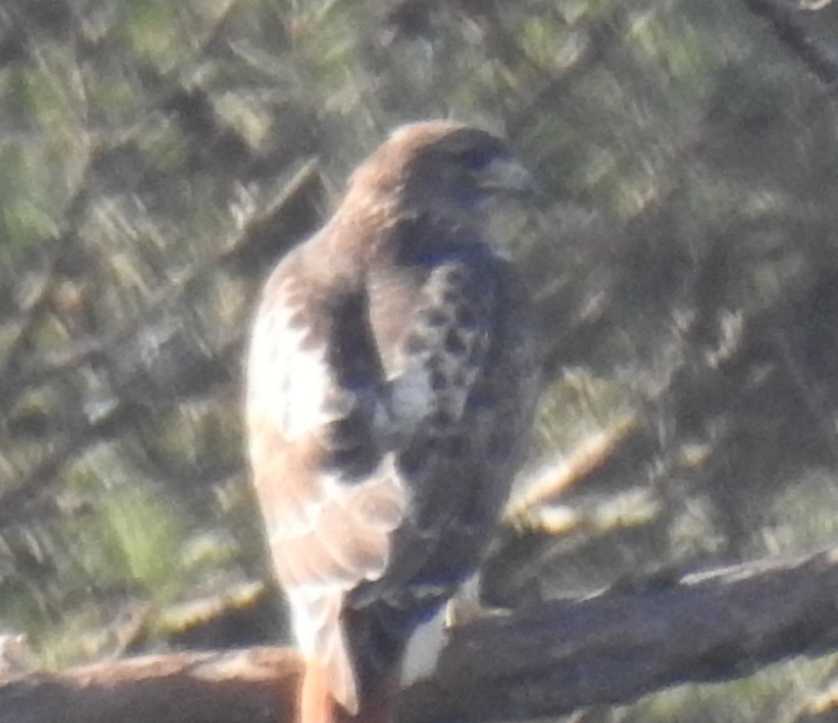 Red-tailed Hawk - ML614062145