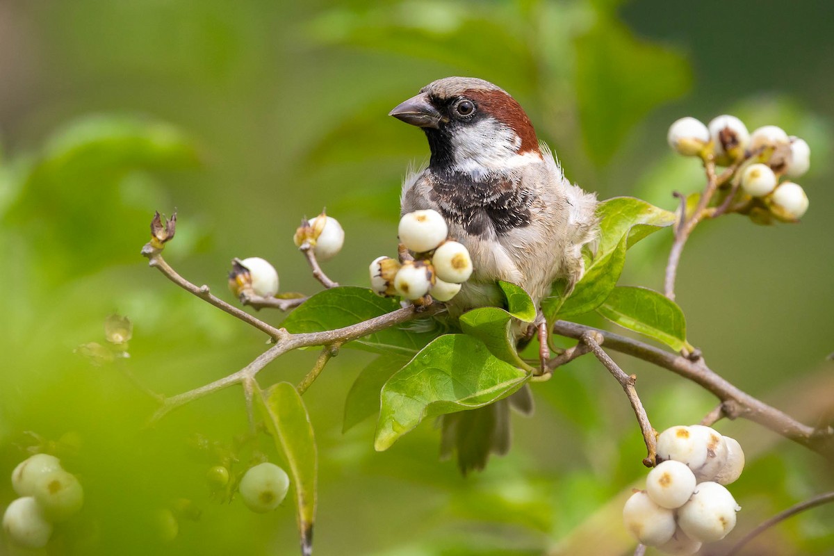 House Sparrow - ML614062153