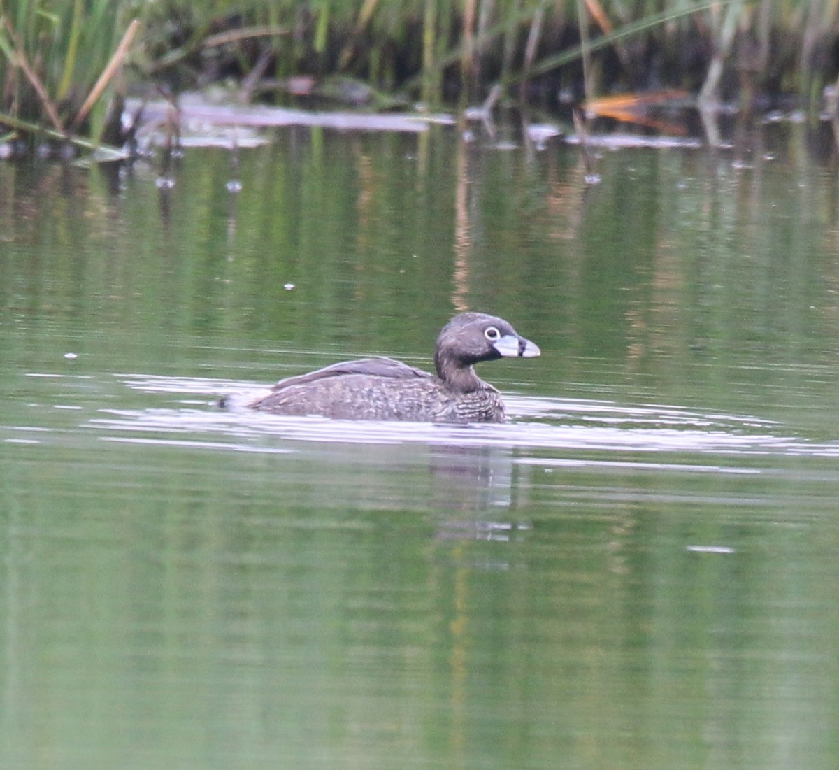 Pied-billed Grebe - ML614062181