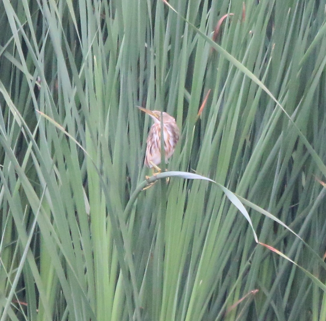 Stripe-backed Bittern - Juan González Mejias