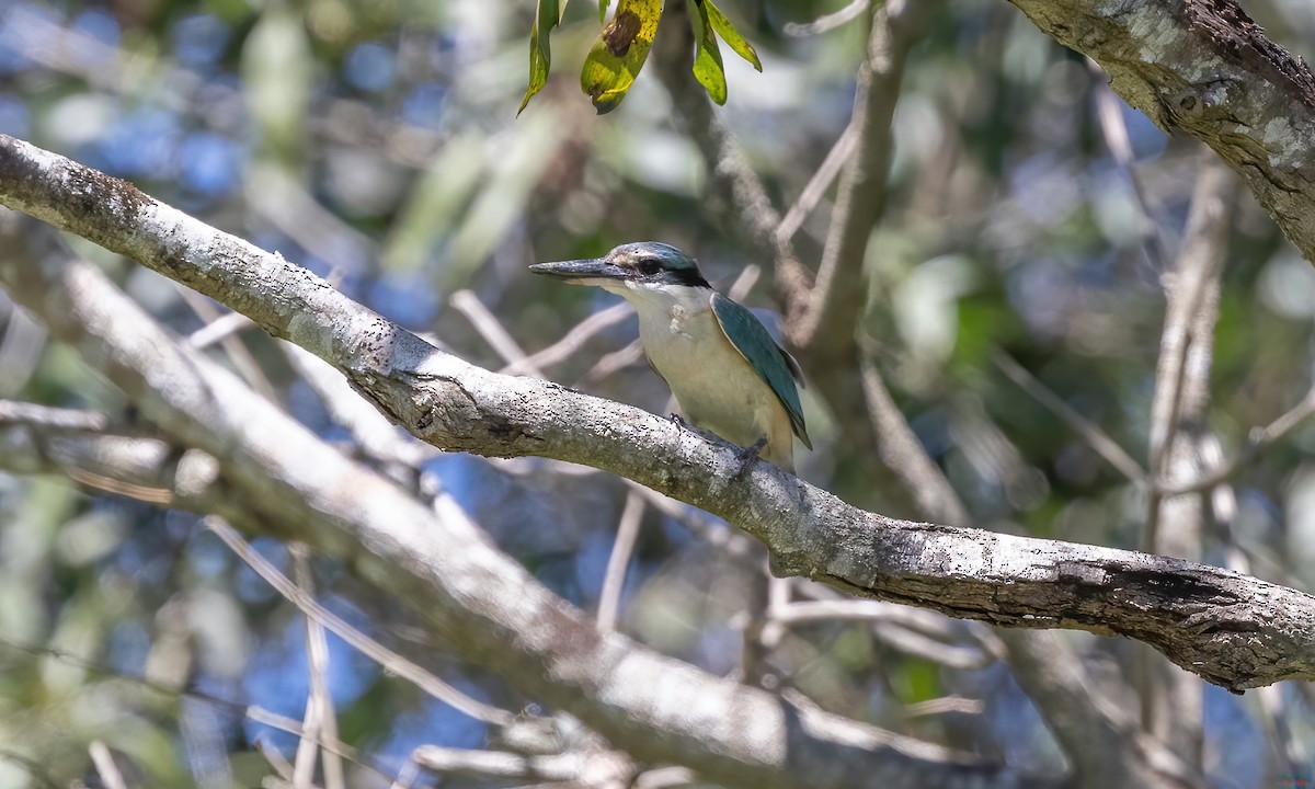 Sacred Kingfisher (Australasian) - ML614062218