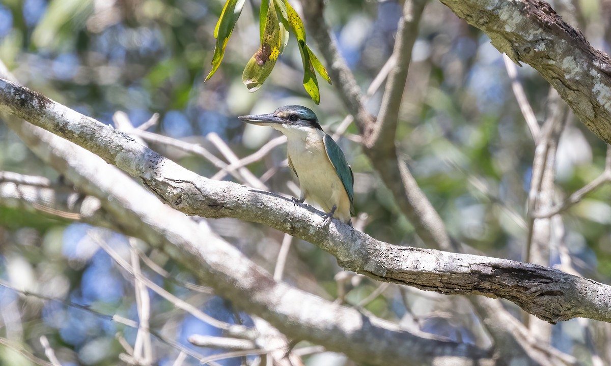Sacred Kingfisher (Australasian) - ML614062219