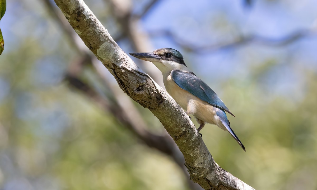 Sacred Kingfisher (Australasian) - ML614062221