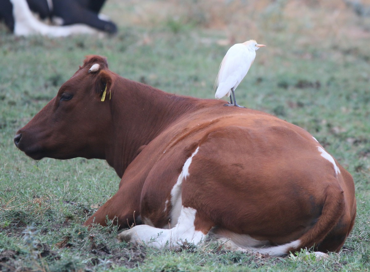 Western Cattle Egret - Juan González Mejias