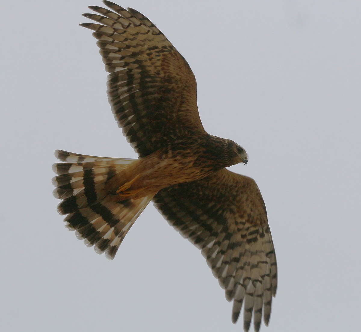 Cinereous Harrier - Juan González Mejias