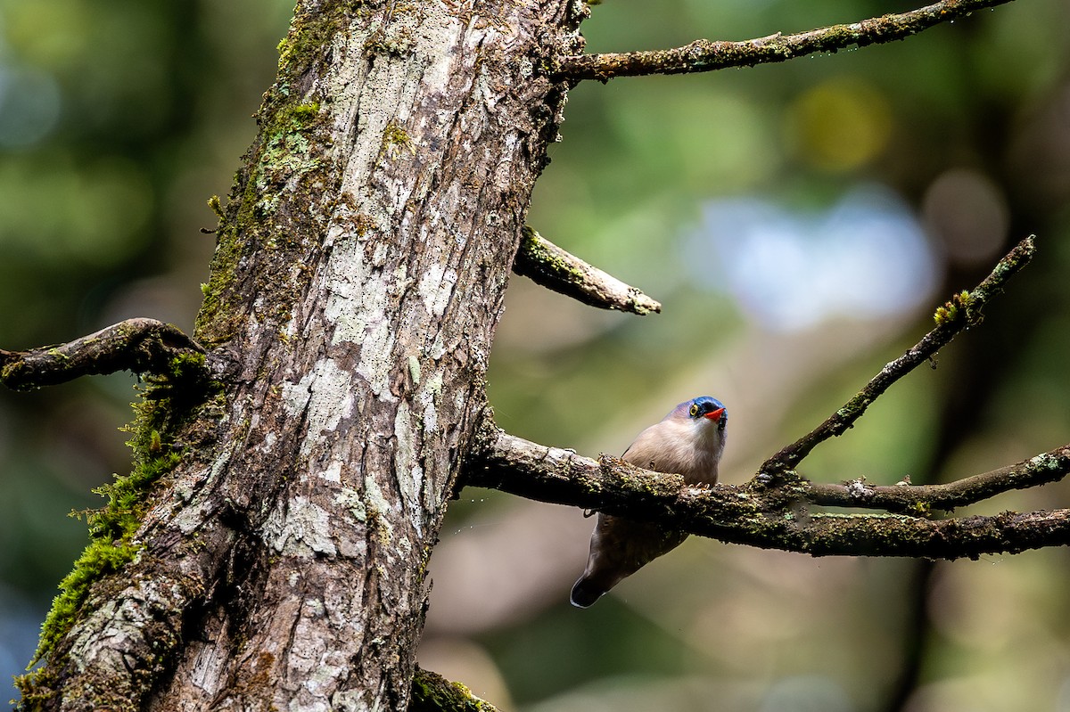 Velvet-fronted Nuthatch - ML614062294