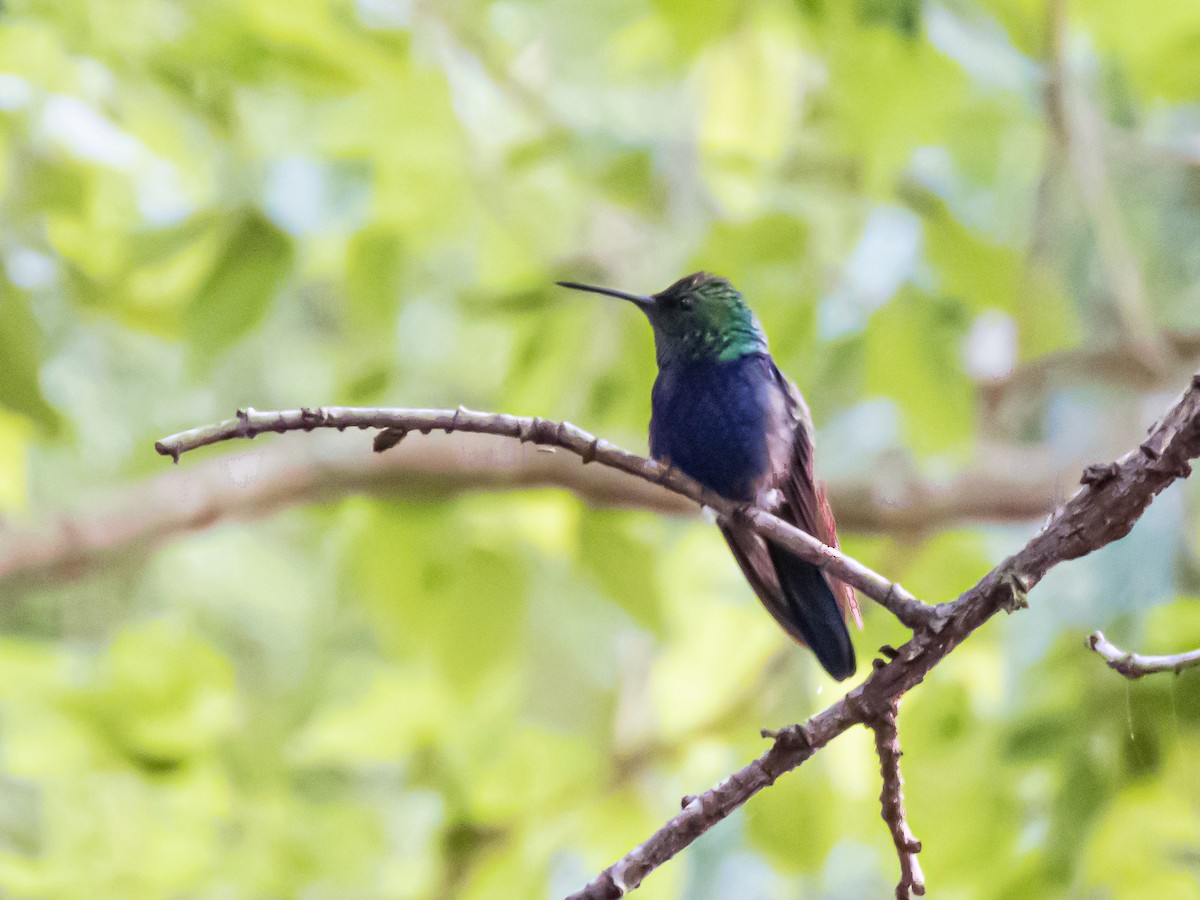 Zafiro Golondrina - ML614062313