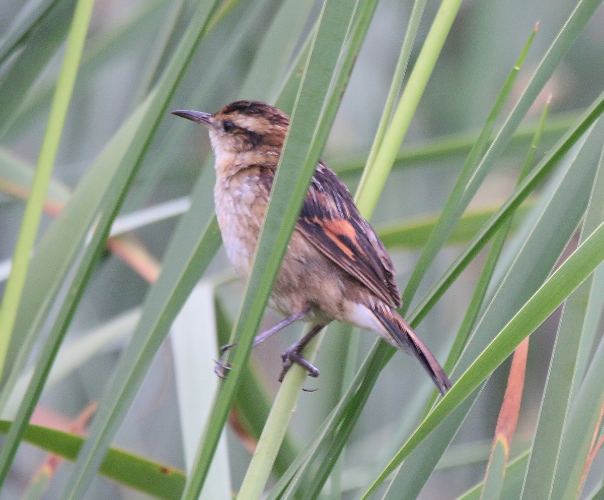 Wren-like Rushbird - Juan González Mejias