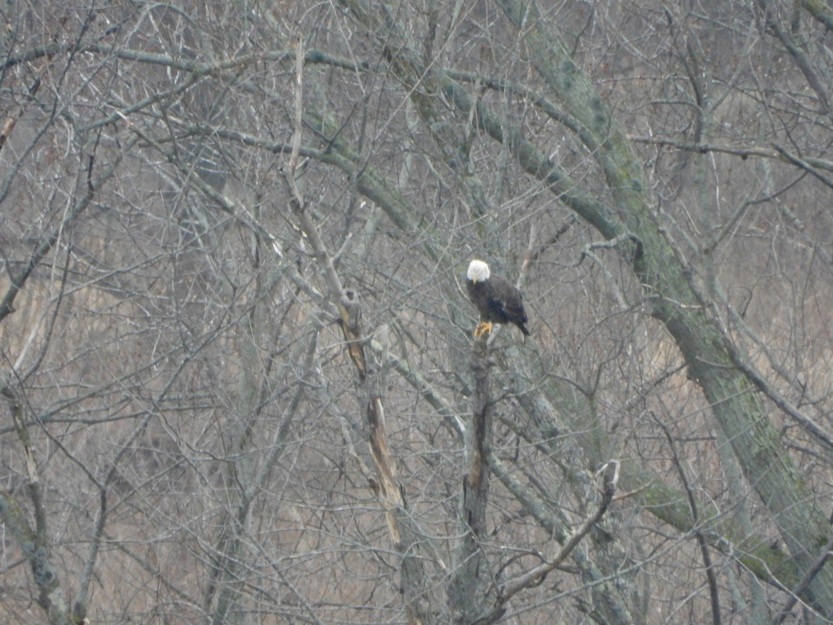 Bald Eagle - Jocelyn K