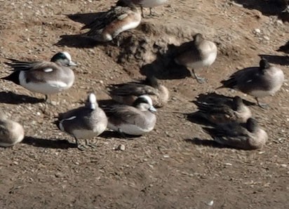 American Wigeon - Cathy Beck