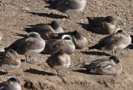 American Wigeon - Cathy Beck