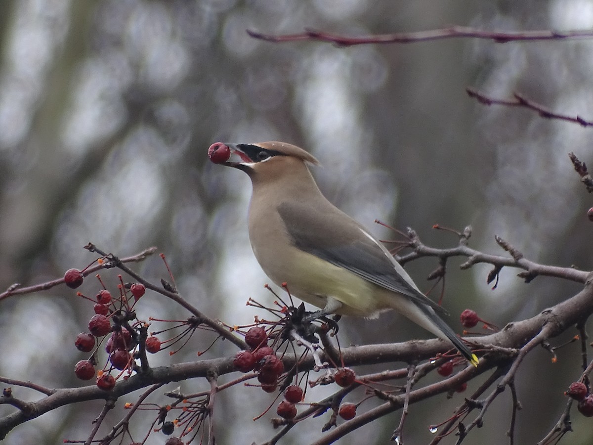 Cedar Waxwing - ML614062434