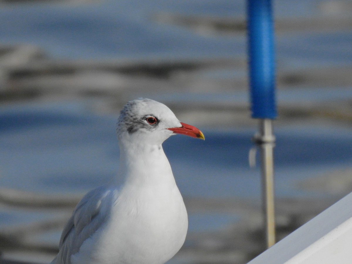 Gaviota Cabecinegra - ML614062461