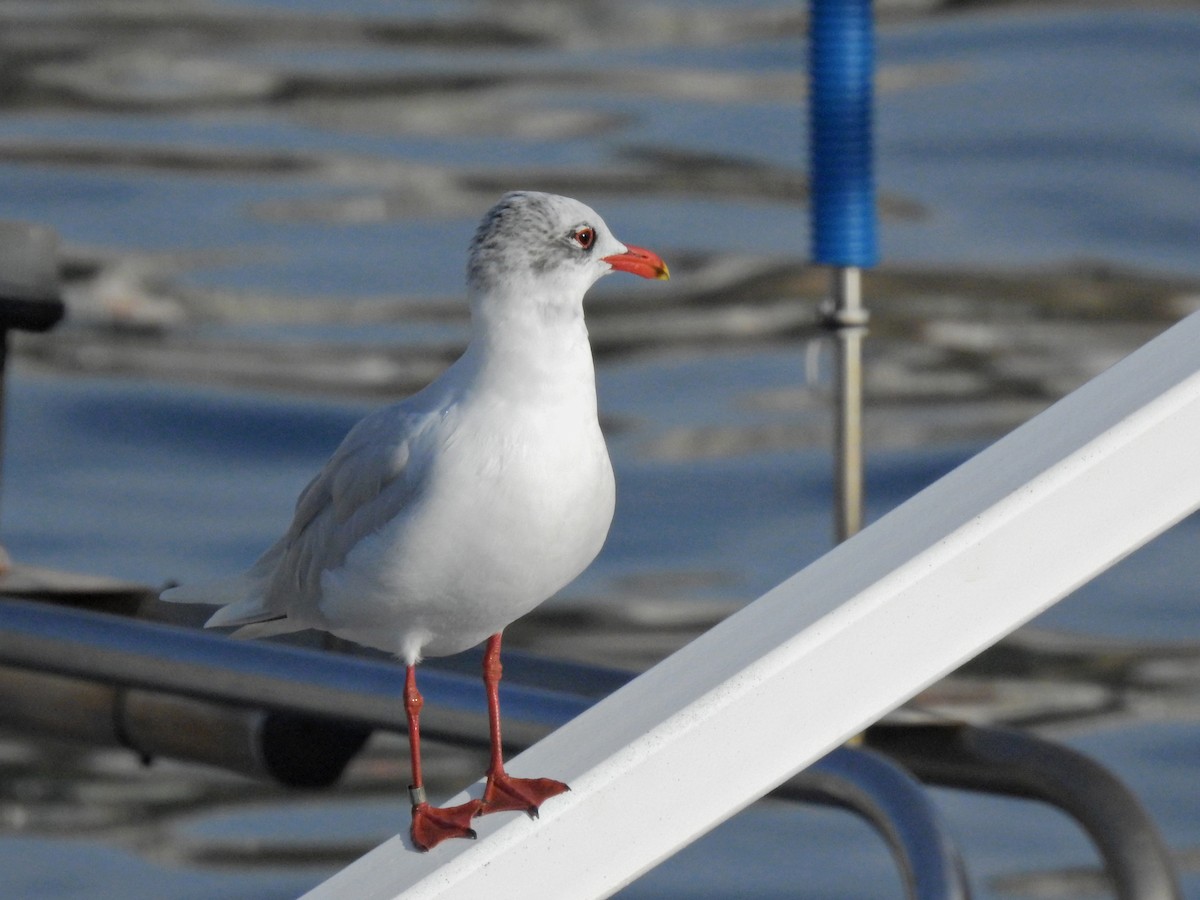 Mouette mélanocéphale - ML614062462