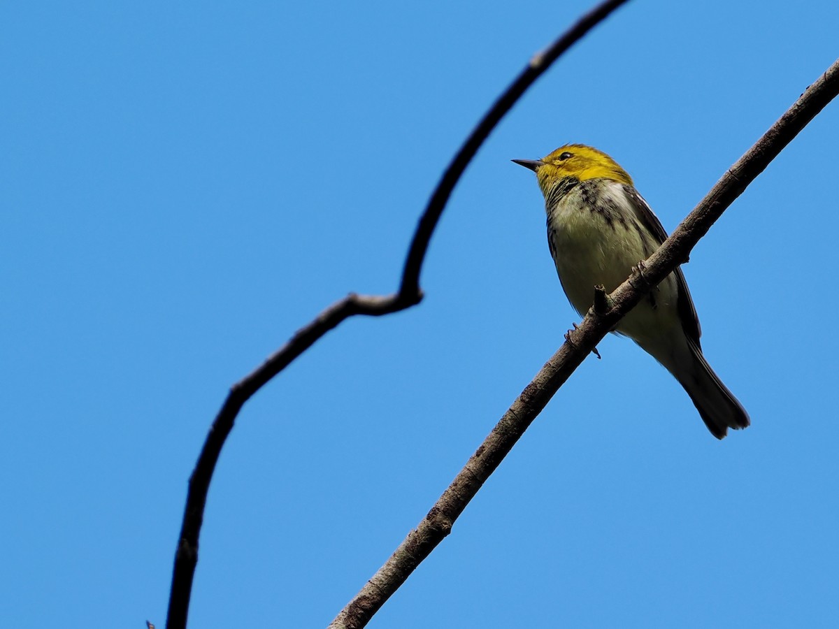 Black-throated Green Warbler - ML614062521