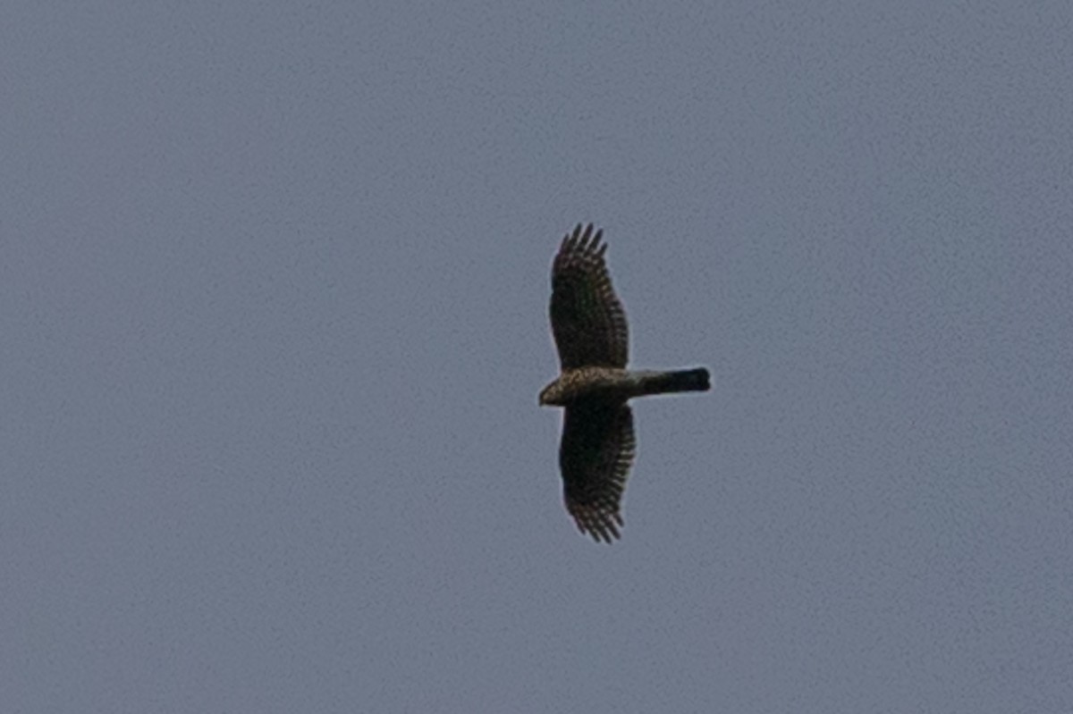 Eurasian Sparrowhawk - Honza Grünwald
