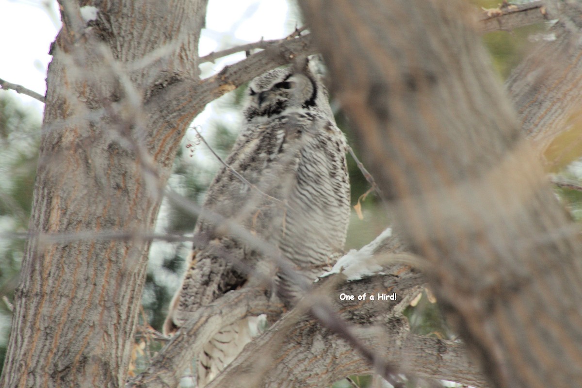 Great Horned Owl - ML614062583