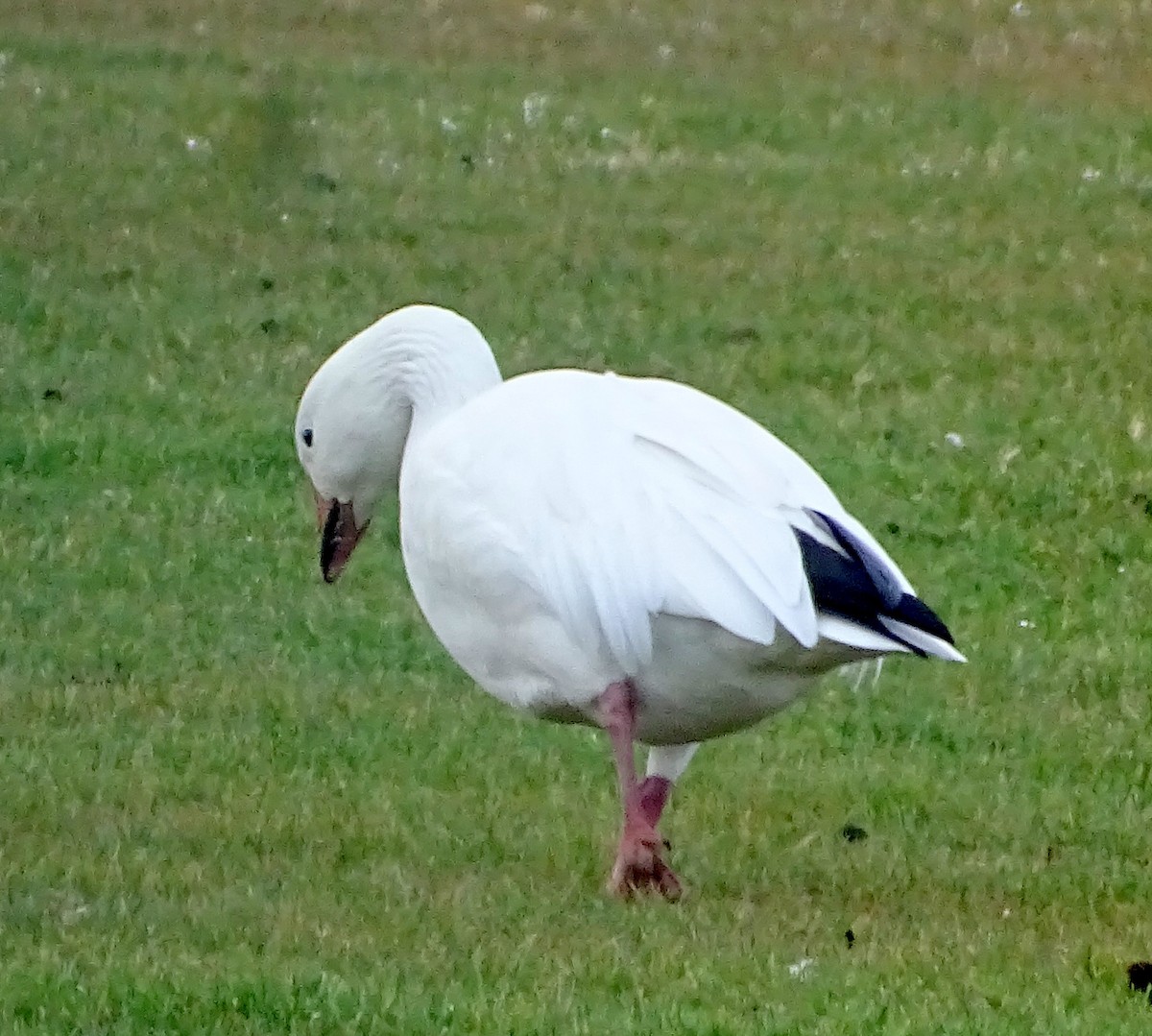 Snow Goose - Richard and Janice Drummond