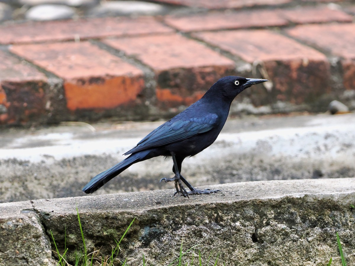 Greater Antillean Grackle - ML614062621