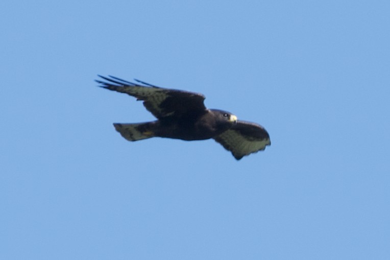 Short-tailed Hawk - ML614062626