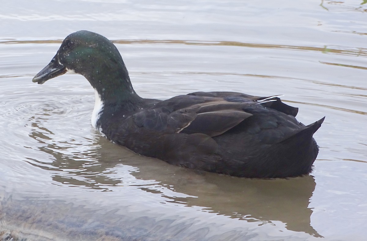 Muscovy Duck (Domestic type) - Richard and Janice Drummond