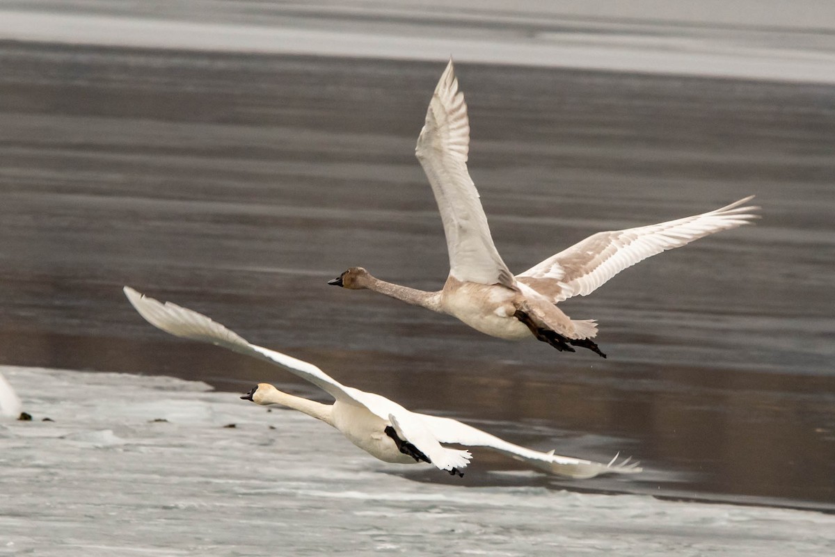 Trumpeter Swan - ML614062640