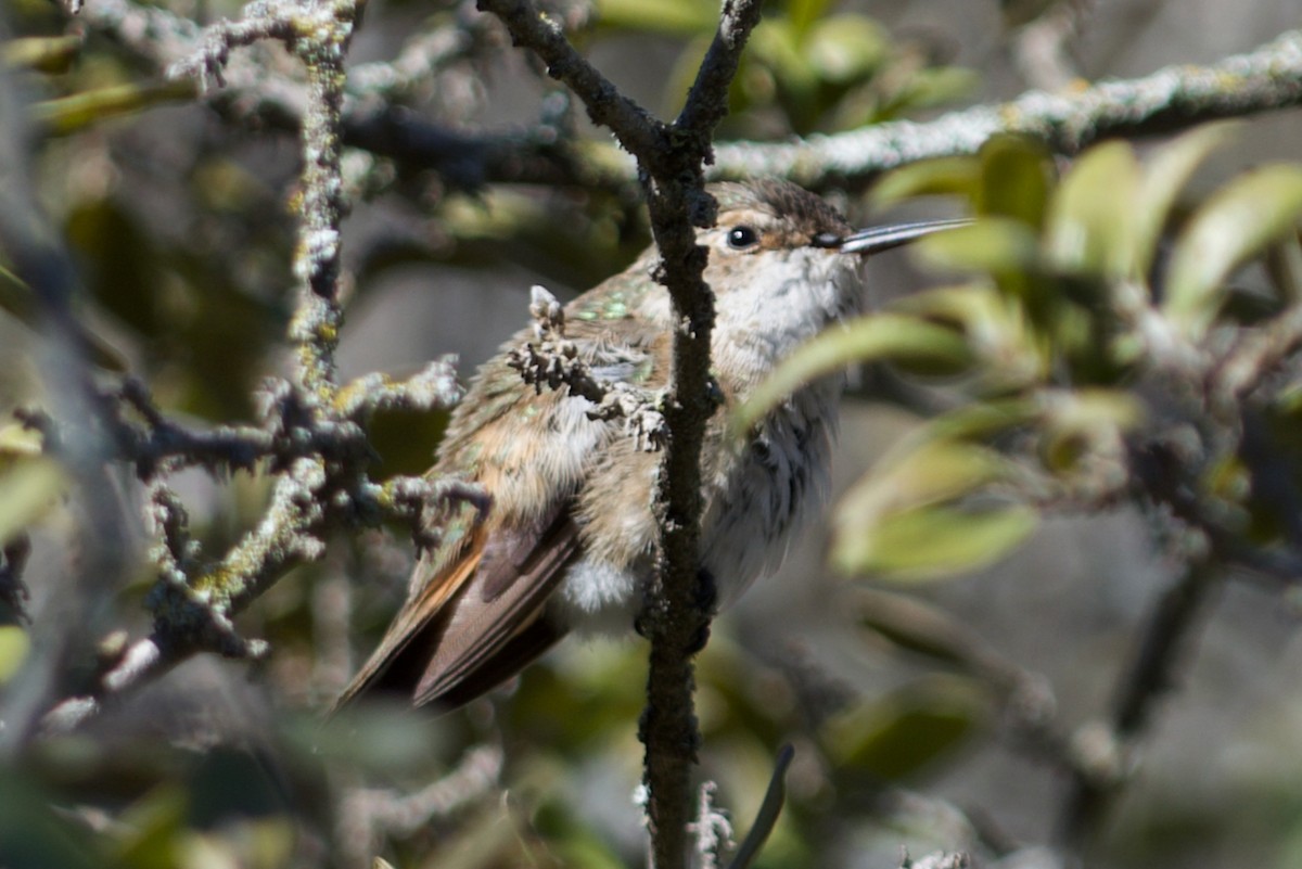 Rufous Hummingbird - ML614062661