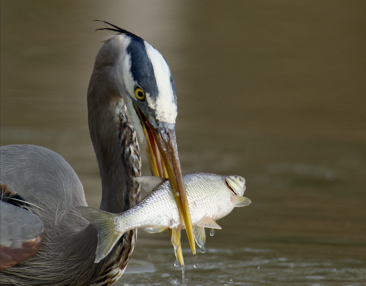 Great Blue Heron - ML614062662