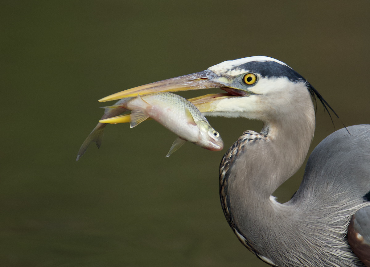 Great Blue Heron - ML614062663