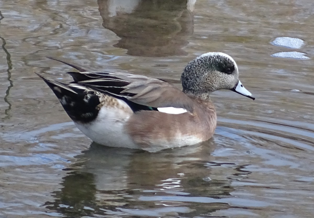 American Wigeon - Richard and Janice Drummond