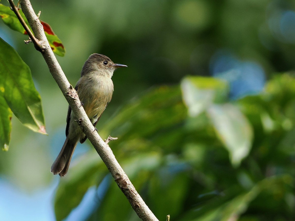Hispaniolan Pewee - ML614062685