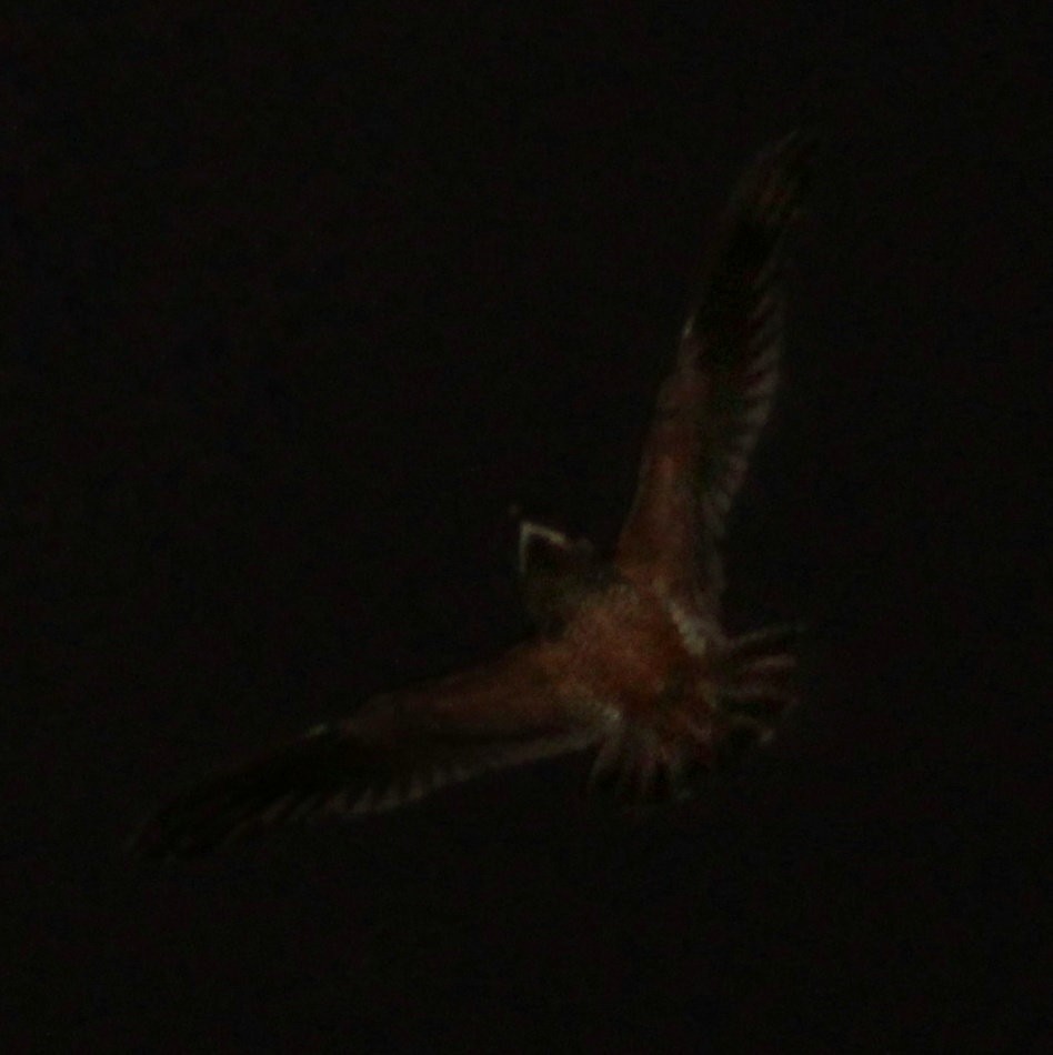 Short-tailed Nighthawk - ML614062692