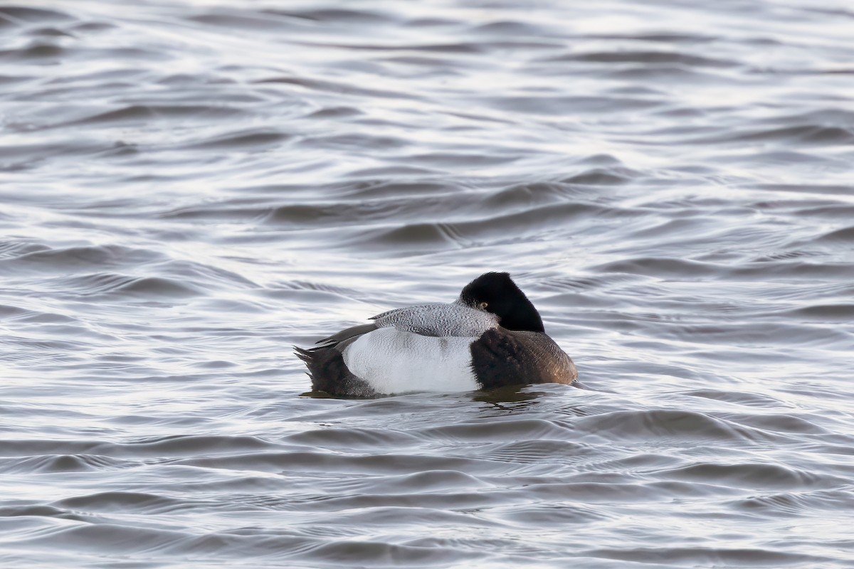 Lesser Scaup - ML614062709