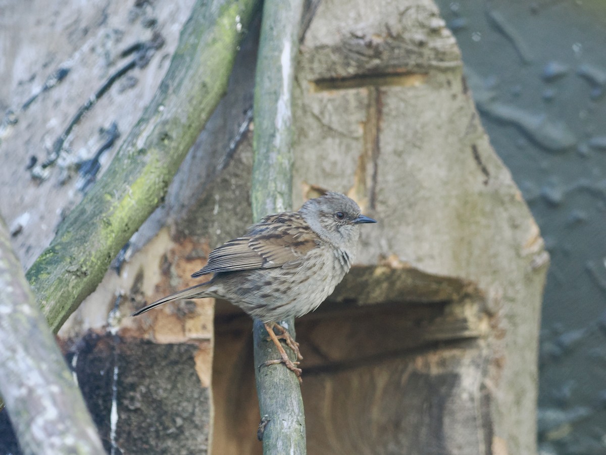 Dunnock - ML614062722