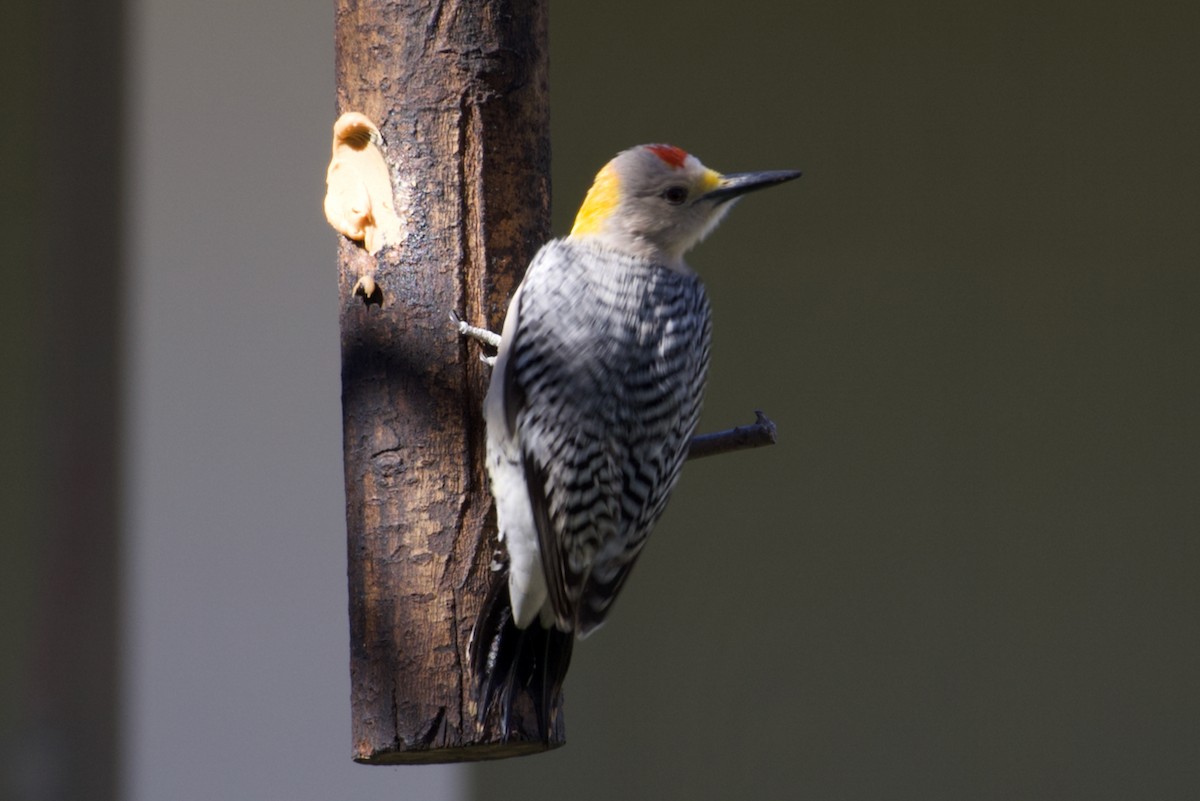 Golden-fronted Woodpecker - ML614062741