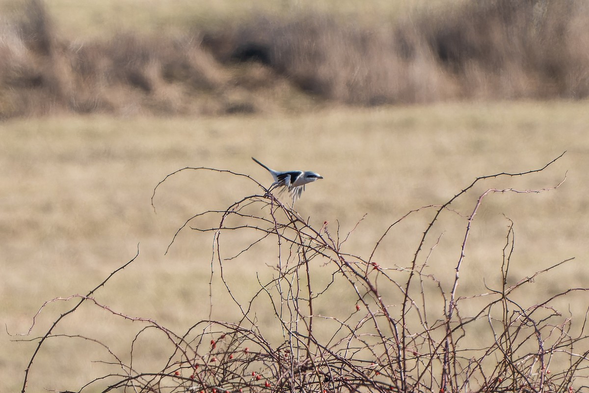 Great Gray Shrike - ML614062752