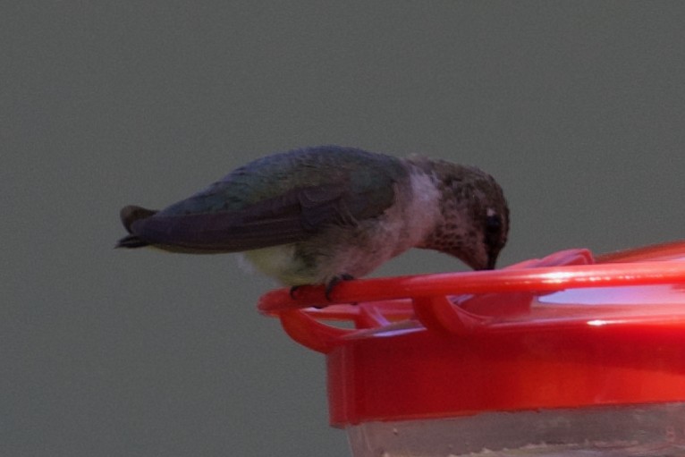 Ruby-throated Hummingbird - ML614062753