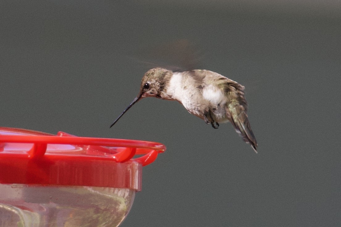 Black-chinned Hummingbird - ML614062760