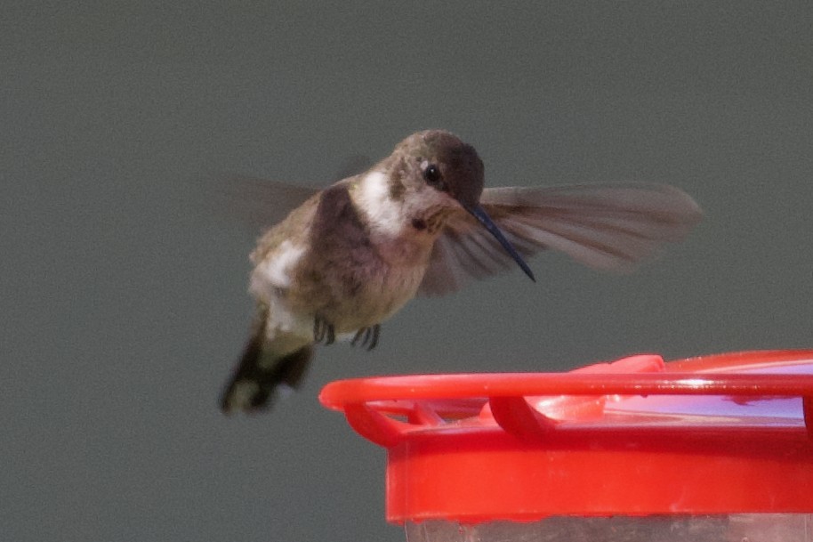 Black-chinned Hummingbird - ML614062761