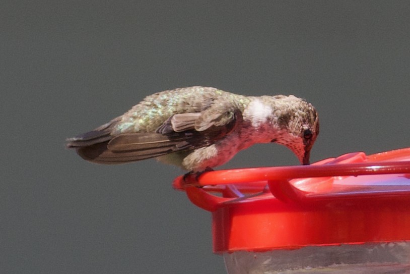 Black-chinned Hummingbird - ML614062768