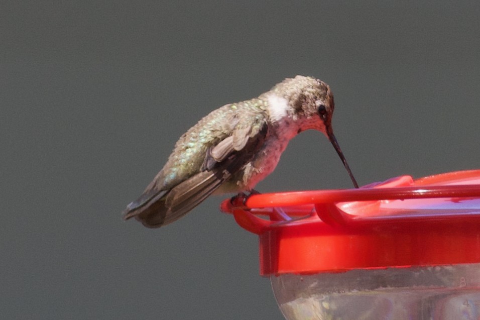 Black-chinned Hummingbird - ML614062781