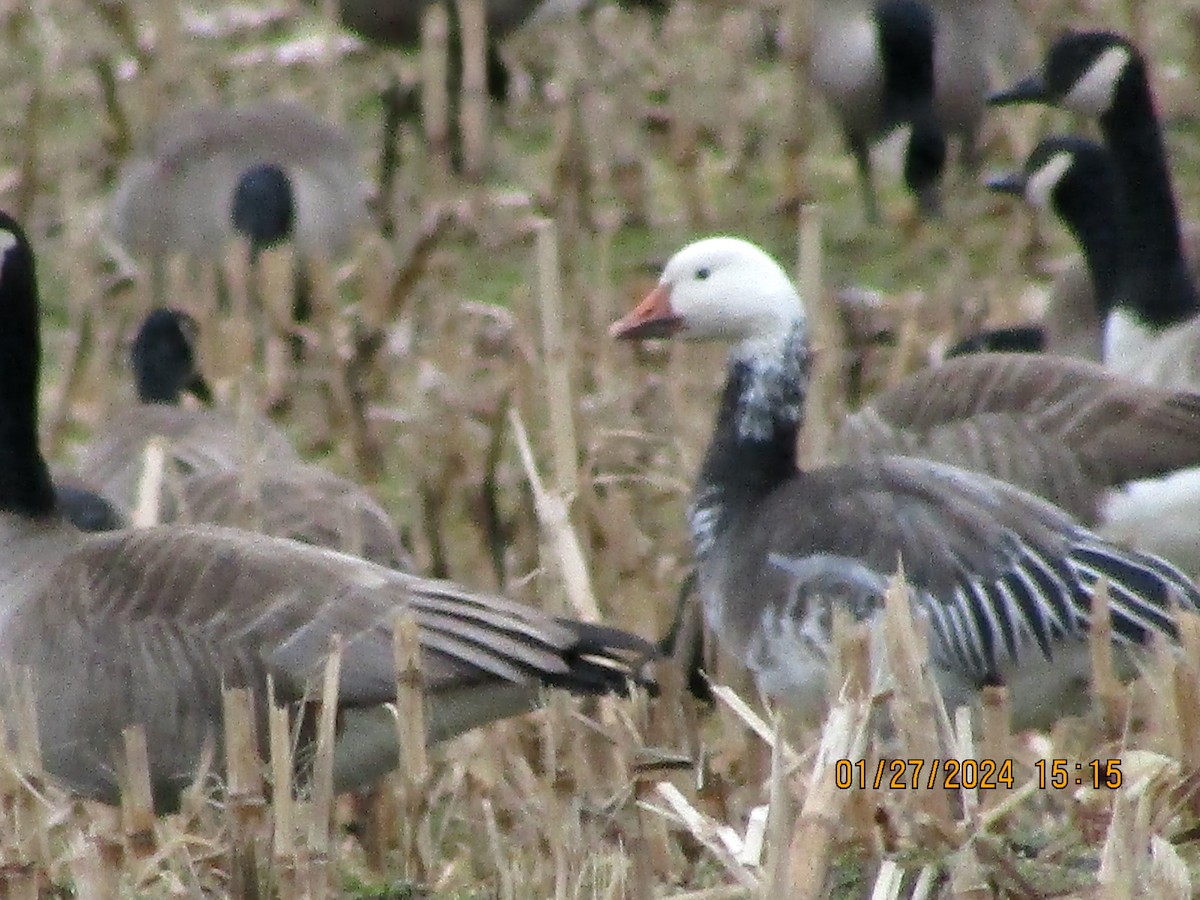 Snow Goose - ML614062793