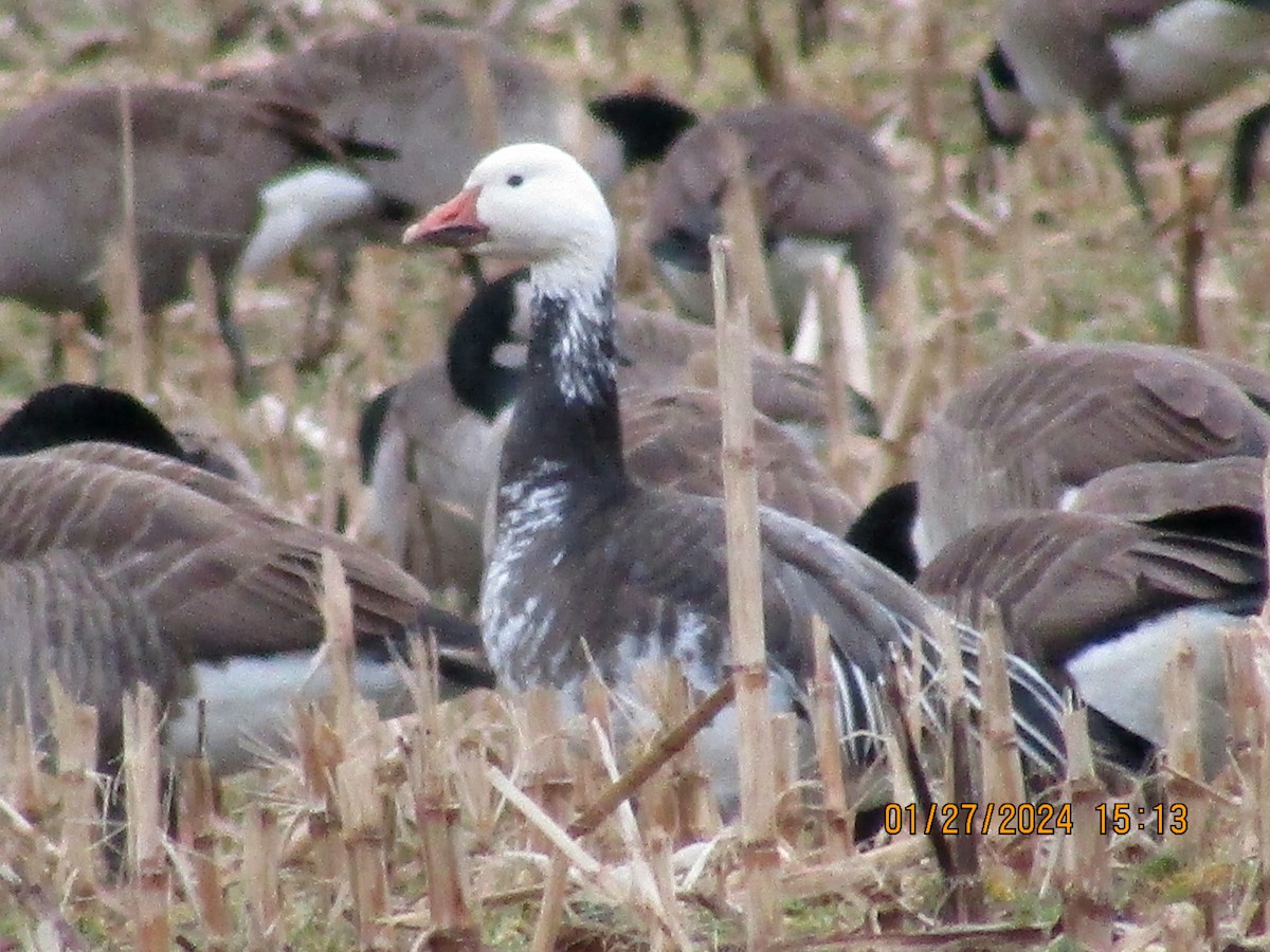 Snow Goose - ML614062794