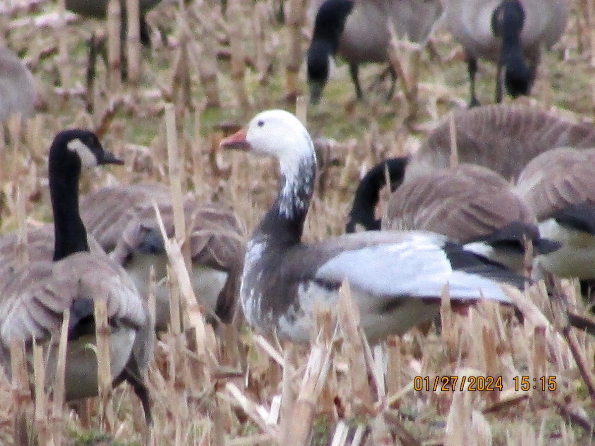 Snow Goose - ML614062795