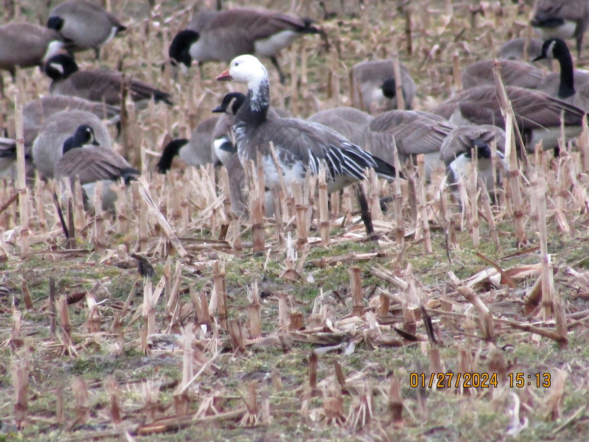 Snow Goose - ML614062796