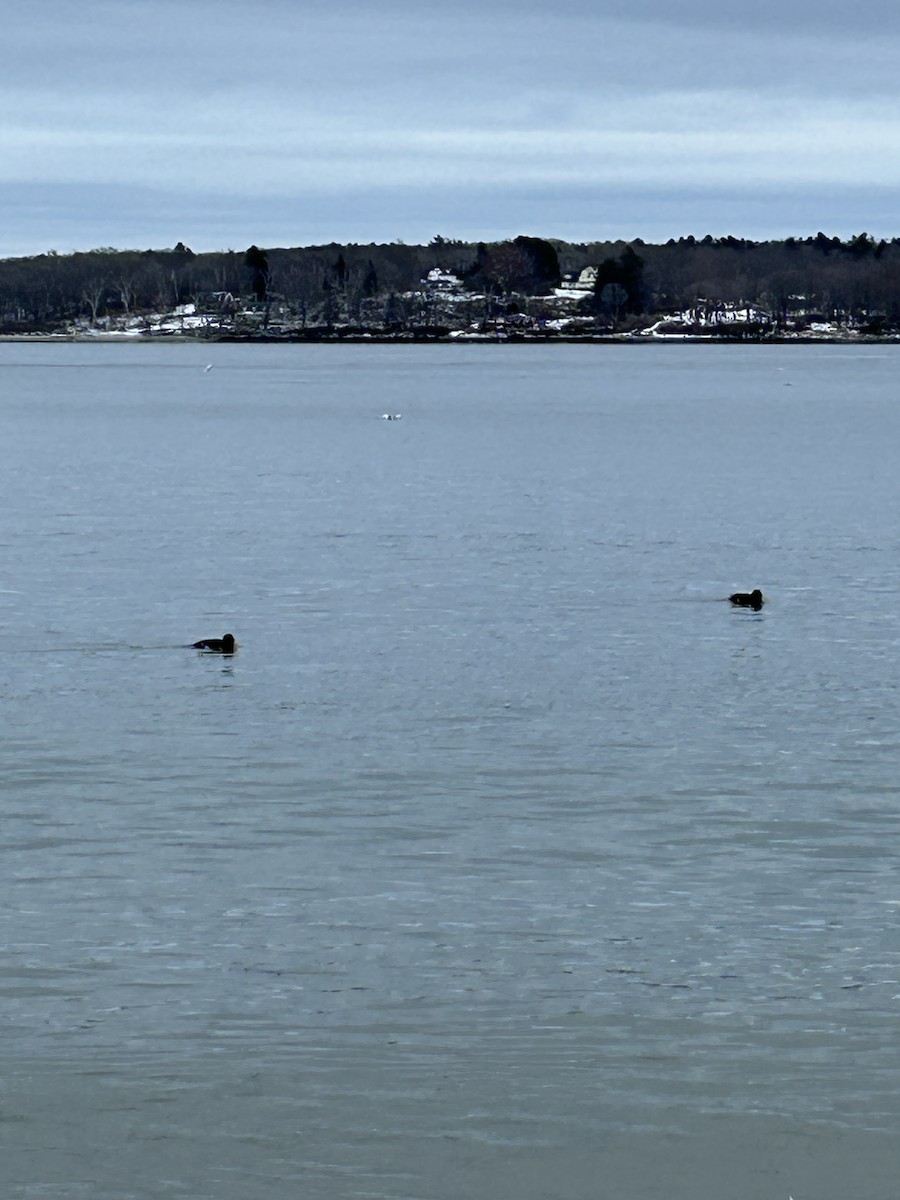 White-winged Scoter - ML614062868