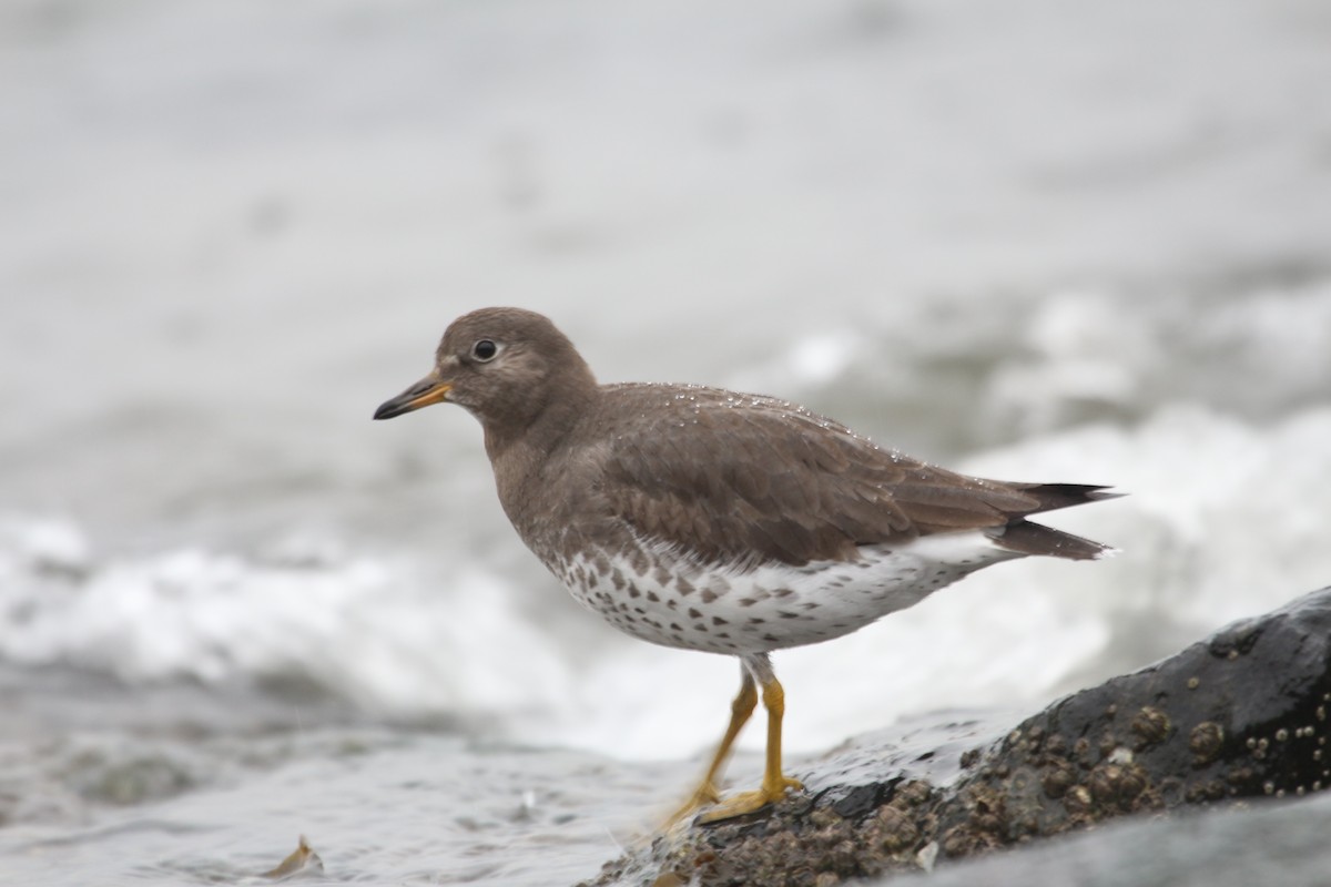 Surfbird - ML614062887